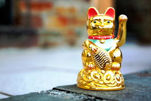 猫的世界，揭秘音乐剧背后的魅力与魔法