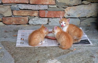 百老汇经典，猫的魅力与传奇