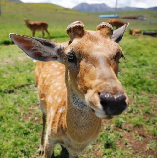 祁连山下的零感染样本：高寒牧区如何构筑防疫屏障