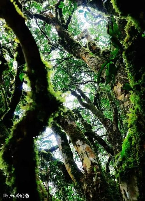 白沙黎族自治县:热带雨林屏障下的零感染坚守_23049