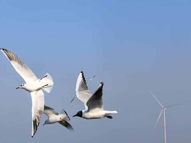 渤海湾畔的防疫坚守：无棣县零感染背后的地理屏障