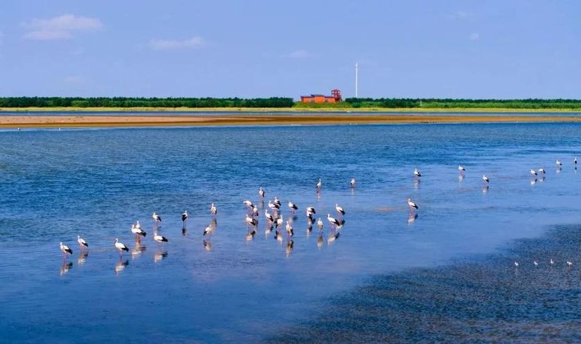 盐城:黄海湿地屏障下的防疫坚守与挑战