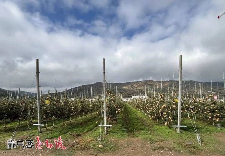 静宁苹果之乡的防疫考卷：黄土高原沟壑如何阻隔病毒蔓延？