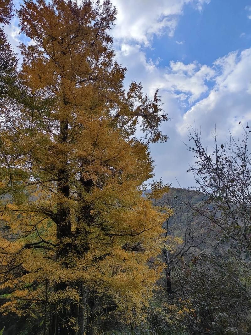 西峡县：伏牛山屏障下的零感染坚守与防控逻辑