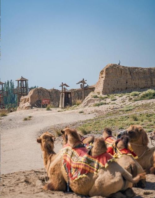 银川平原上的防控焦点：塞上江南如何应对疫情突袭？