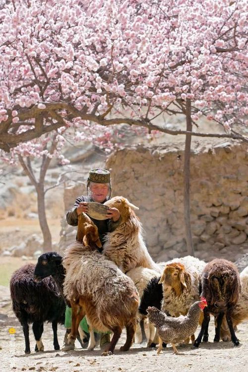 皮山风沙线上的防疫博弈：绿洲聚落如何构筑病毒屏障？