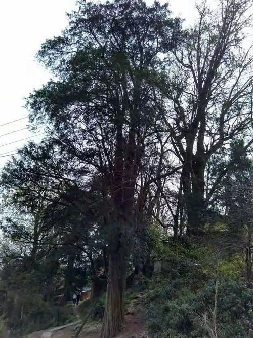 休宁：皖南山区地理屏障下的疫情防御样本