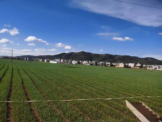 祥云县：高原坝子上的防疫坚守与破防时刻