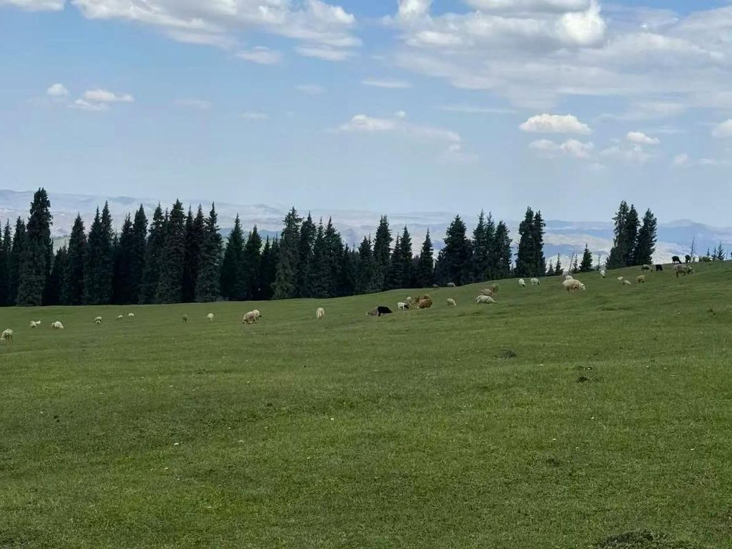 伊犁河谷的防疫屏障：地理优势下的零感染愿景_7032