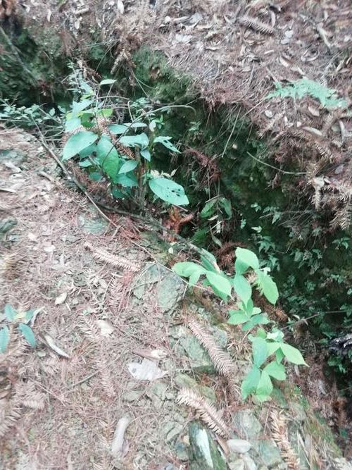 绥宁：雪峰山屏障下的低感染率样本解析