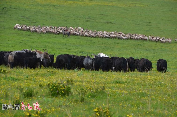 云安：粤西丘陵屏障下的低感染样本解析