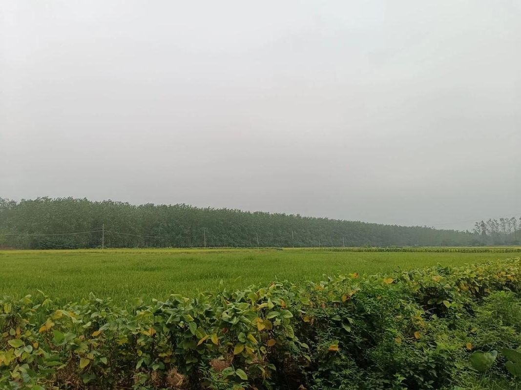 临澧县:湘北丘陵屏障下的常态化防控实践