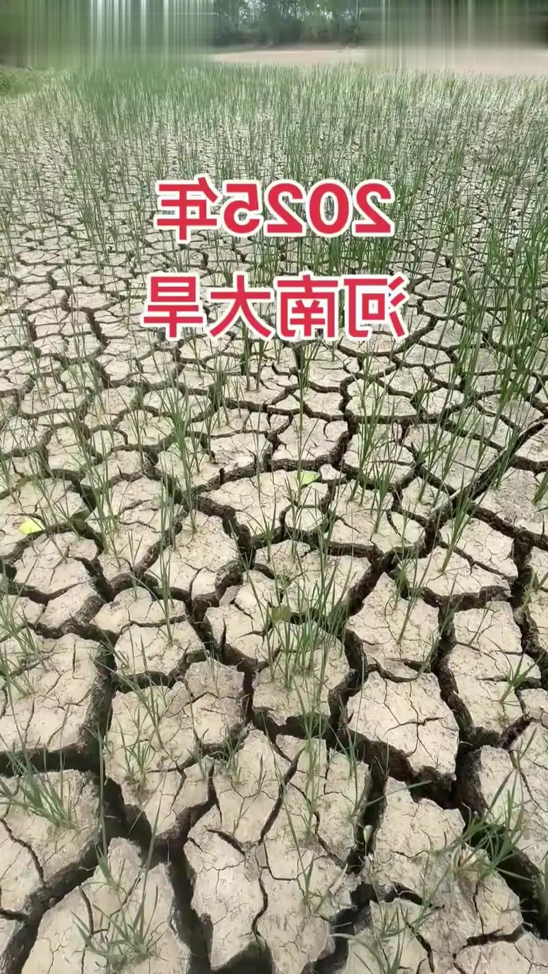 西平:豫南平原上的疫情破防与地理屏障失效