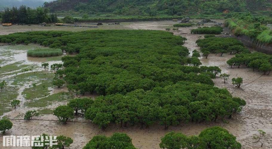 湛江：半岛气候屏障下的防疫挑战与应对