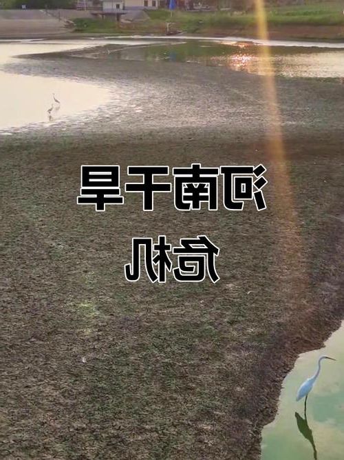 汝南：豫南平原上的疫情防线与交通枢纽压力