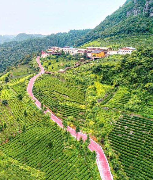 高原茶乡的零感染坚守：湄潭地理屏障下的防疫实践