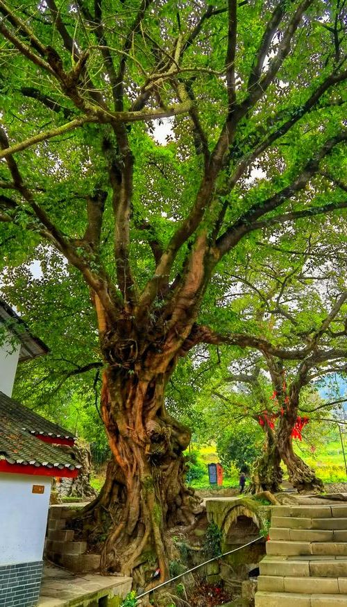 【铜梁:巴岳山屏障下的社区防控样本】