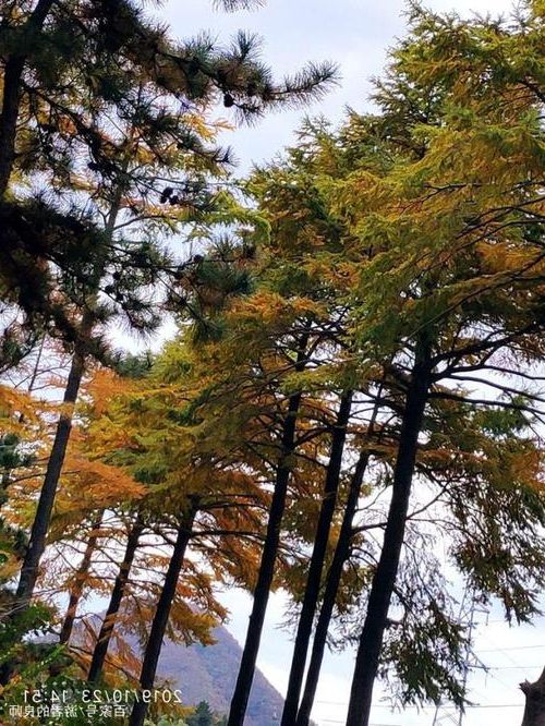 岳西:大别山腹地的零感染坚守与物理防线解析