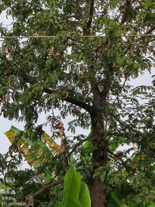 热带雨林屏障下的防疫坚守：西双版纳边境疫情综述