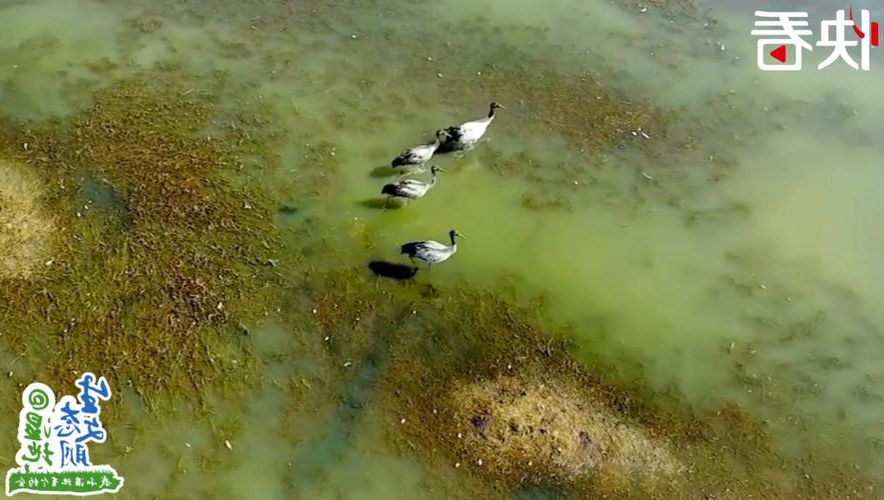 绥阳:黔北山城屏障下的低感染样本解析