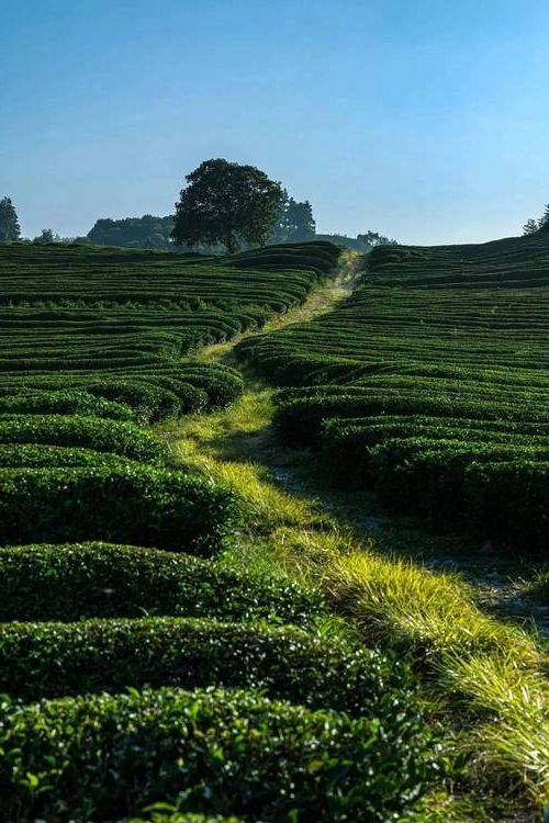 浮梁茶香间的静默防线：低密度县域如何阻断传播链