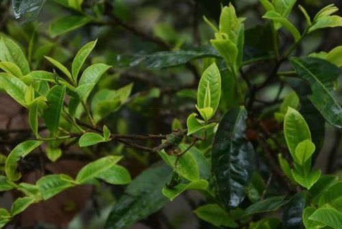 普洱防疫观察：低纬度高原山城的零感染物理防线