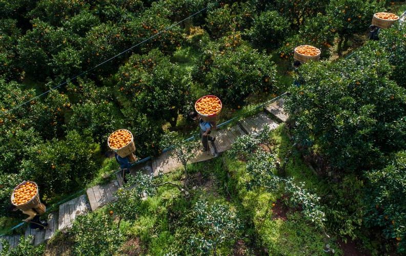 秭归脐橙之乡的零感染屏障：三峡库区防疫样本解析