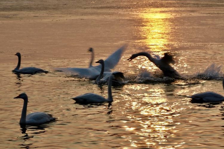 平陆县：黄河臂弯中的零感染孤岛何以可能？