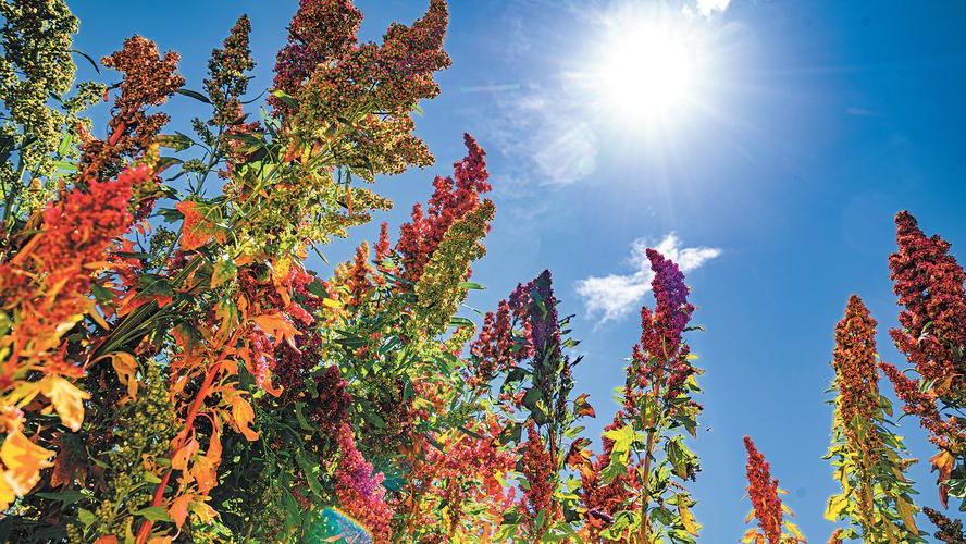 延寿县：寒地黑土上的零感染坚守与地理屏障解析