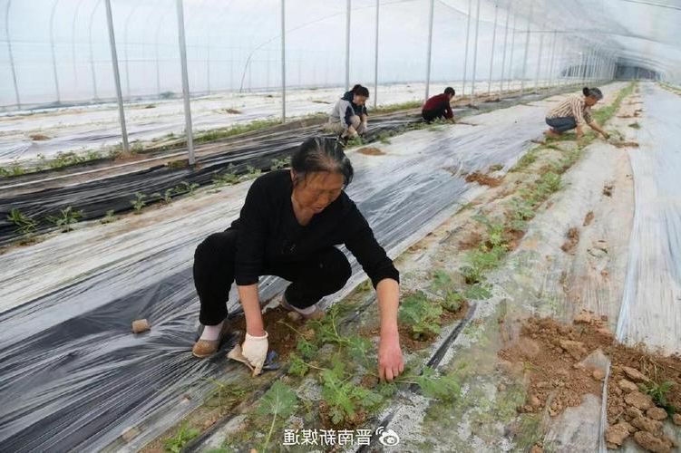 闻喜县：晋南平原上的静默防线与零星破防