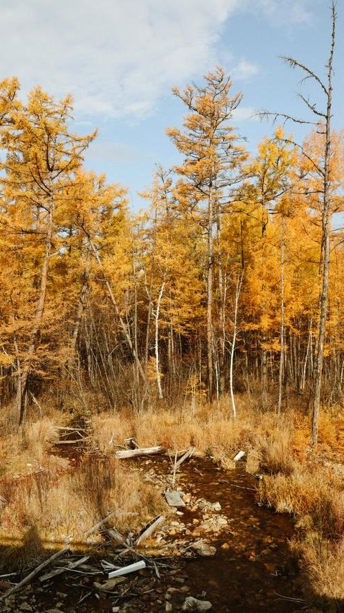 大兴安岭:高寒林海屏障下的零感染坚守_51526