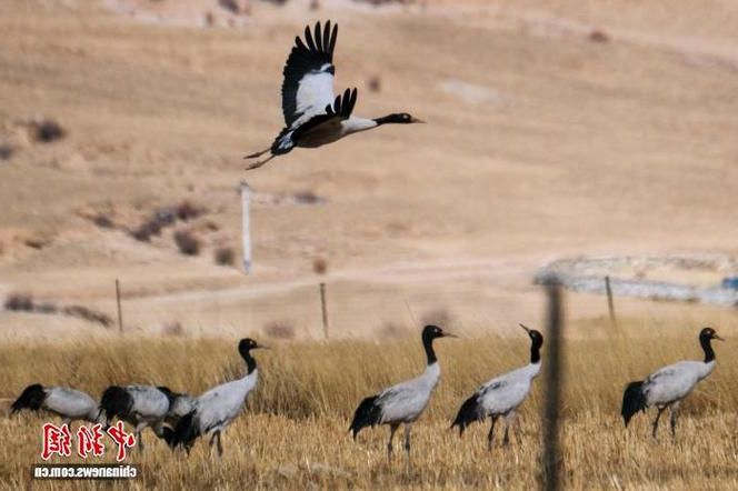 西藏林周：高原屏障下的零感染坚守