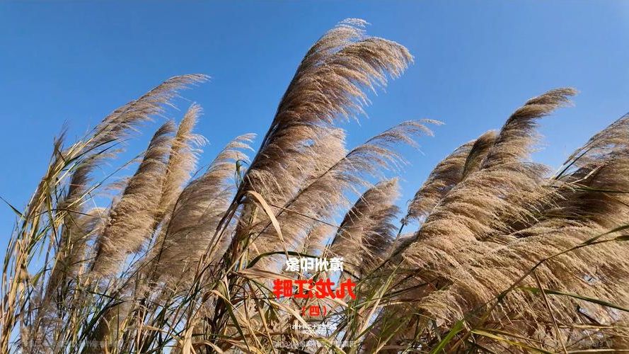 芗城疫情观察：九龙江畔的防控压力与地理屏障