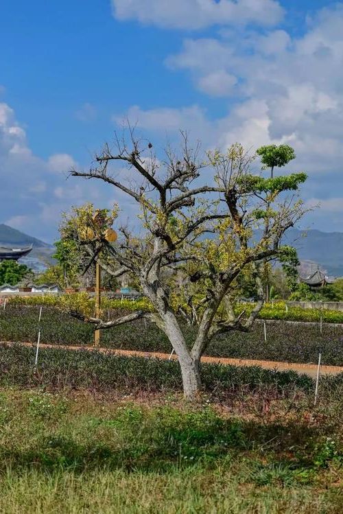 蒙自:滇南门户的防疫屏障与零星破防