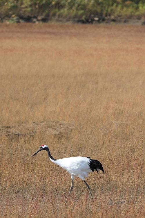 盘锦：辽河三角洲湿地屏障下的疫情破防时刻