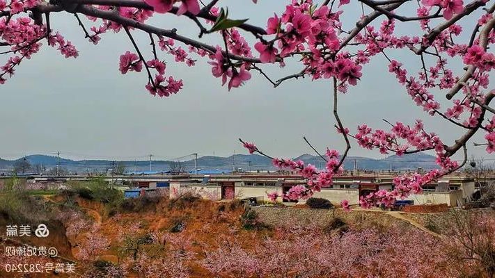 2022年3月29日桃园新增确诊情况