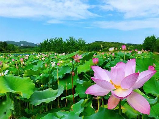 咸宁：鄂南林海屏障下的疫情阻击战_78003