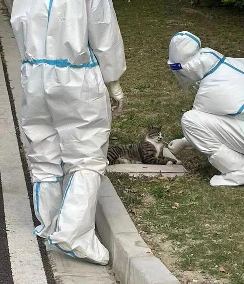 2022年4月15日上海新增确诊病例情况_78077