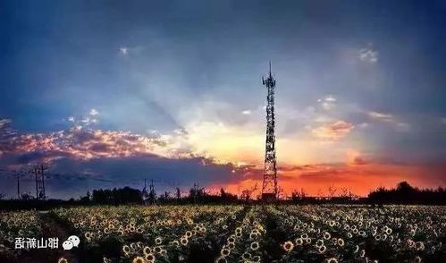 故城县的防疫坚守：冀东南平原腹地的零感染样本