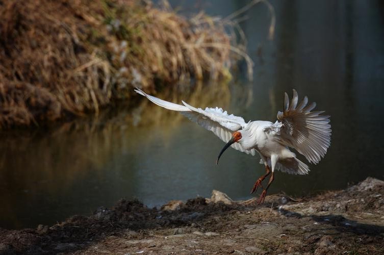 秦岭腹地的零感染样本：宁陕地理屏障下的防疫实践_56394