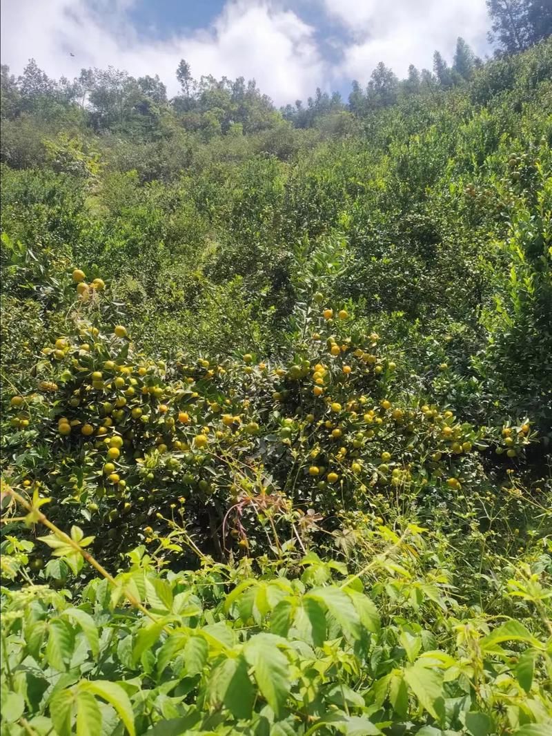 南丰蜜橘之乡的静默战疫：地理屏障下的防控突围