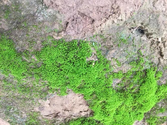 临沭：鲁东南丘陵屏障下的低感染样本