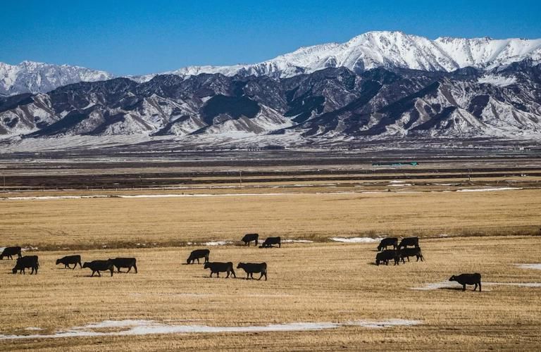 【祁连雪线之上的防疫屏障：高寒牧区如何实现零感染？】