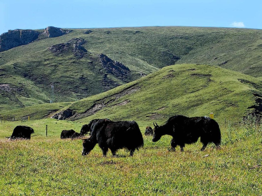 青海达日：高原牧区如何构筑疫情“零感染”防线？