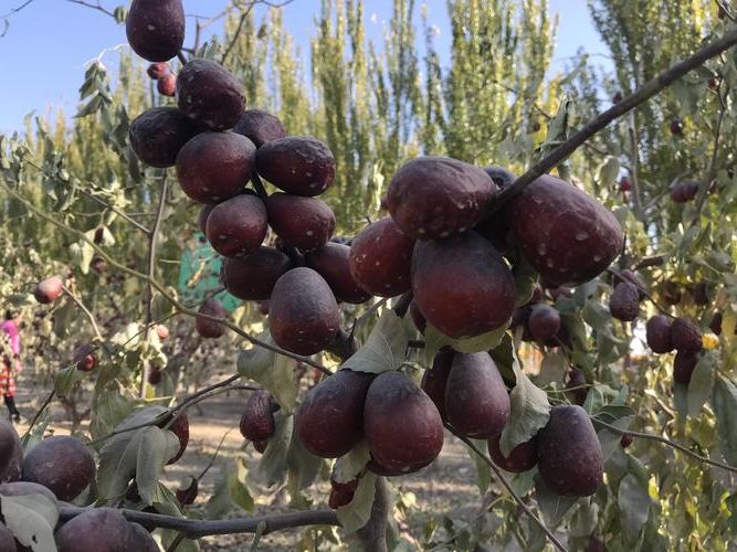 麦盖提县新增1例无症状感染者  麦盖提县疫情防控最新通报_35782