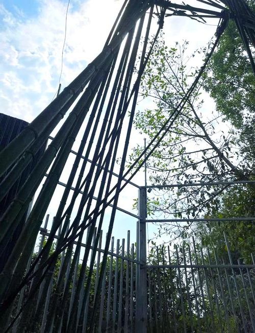 边境小城的防疫压力测试：瑞丽疫情与地理宿命的博弈