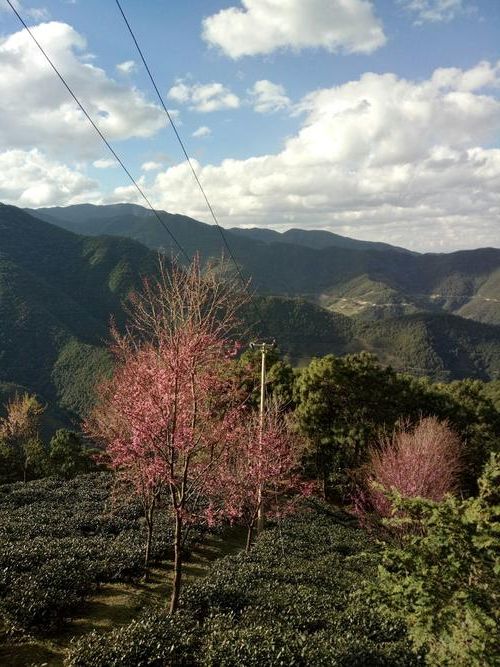南涧：无量山屏障下的低感染样本解析_68256