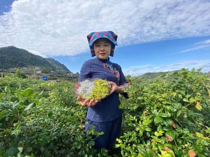 【酉阳：武陵山腹地的零感染坚守之谜】
